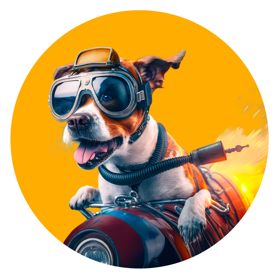 DSL-Abschaltung: Was bedeutet das? Hund in Rakete